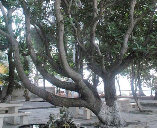 The story of heritage trees on Truong Sa Archipelago  - ảnh 2